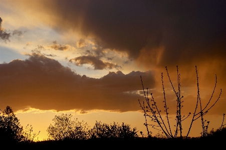 Cloud sky atmosphere plant Photo