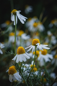 Foto Fiore pianta bianco natura