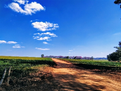 Natural sky cloud plant Photo