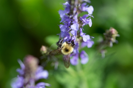 Flower plant pollinator insect Photo