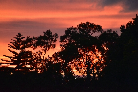 Sunrise sky trees cloud Photo