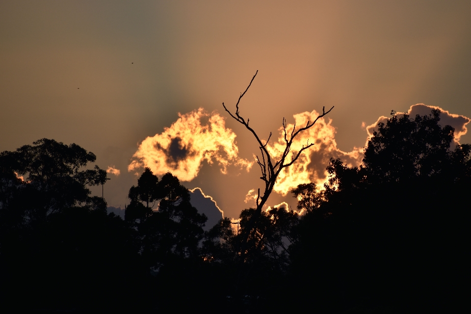 Sonnenaufgang himmel bäume atmosphäre