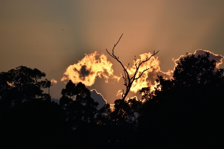 Foto Alba cielo alberi atmosfera