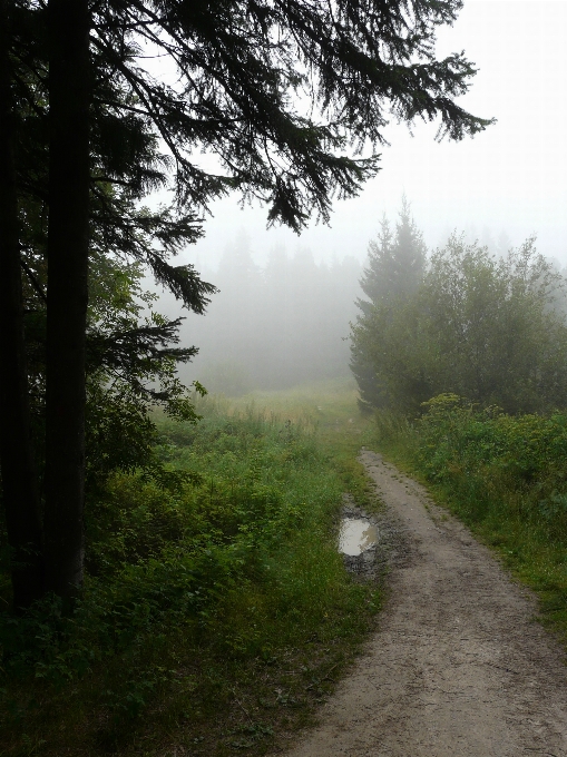 Nebbia foresta foschia pianta