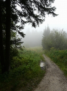 Photo Brouillard forêt brume usine