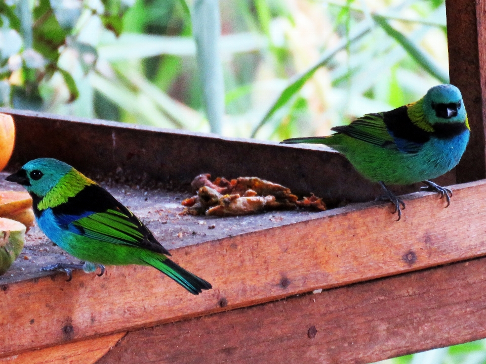 Bird beak green blue