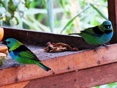 Bird beak green blue Photo