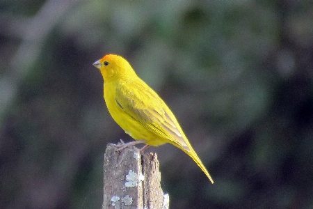 Bird canary beak feather Photo