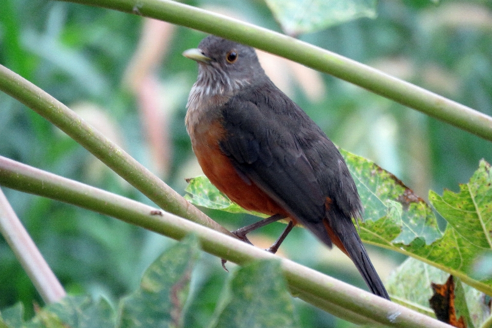 Uccello becco ramoscello piuma