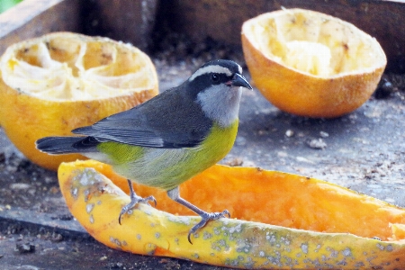 Bird cambacica food vertebrate Photo