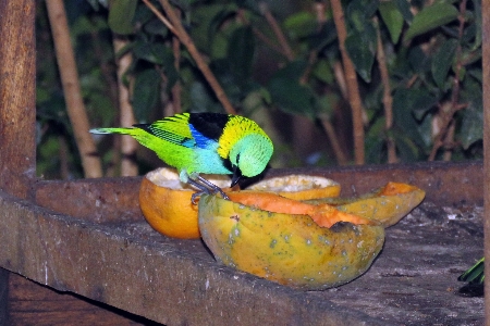 Foto Pássaro bico papagaio pena