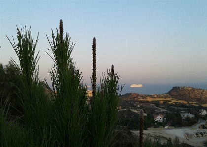 Green vegetation plant greenery Photo