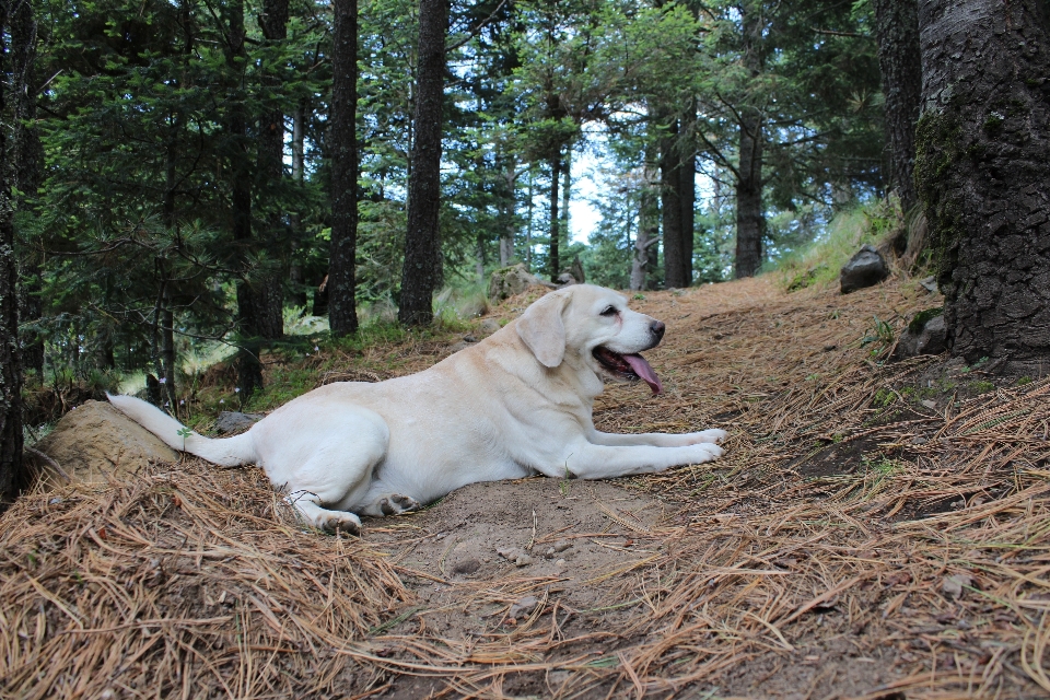 Pies las labrador retriever
 golden