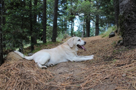 Foto Anjing hutan labrador retriever
 jenis golden