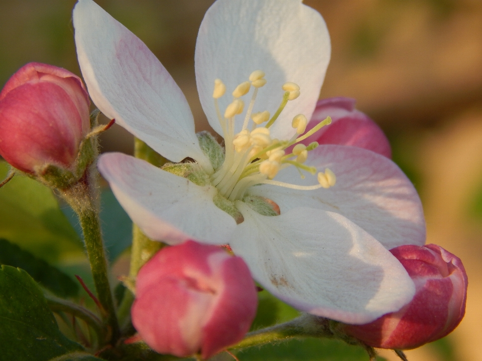 Flor primavera árvore florescer