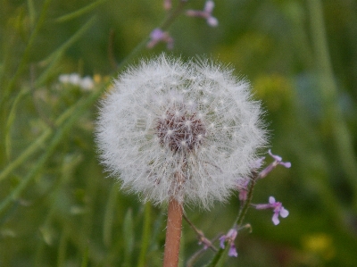 Blume frühling anlage gras Foto