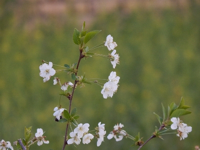 Flower spring tree almond Photo