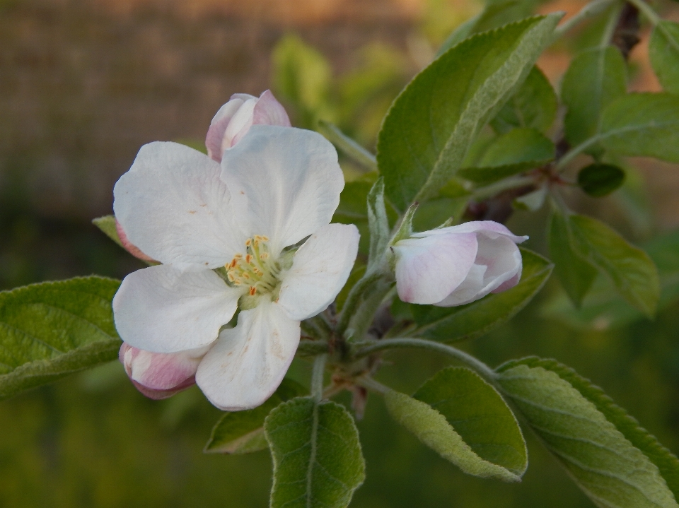 Fleur printemps arbre fleurir