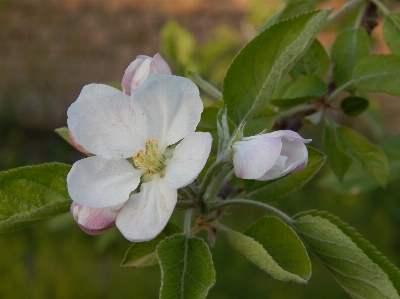 花 春 木 植物 写真