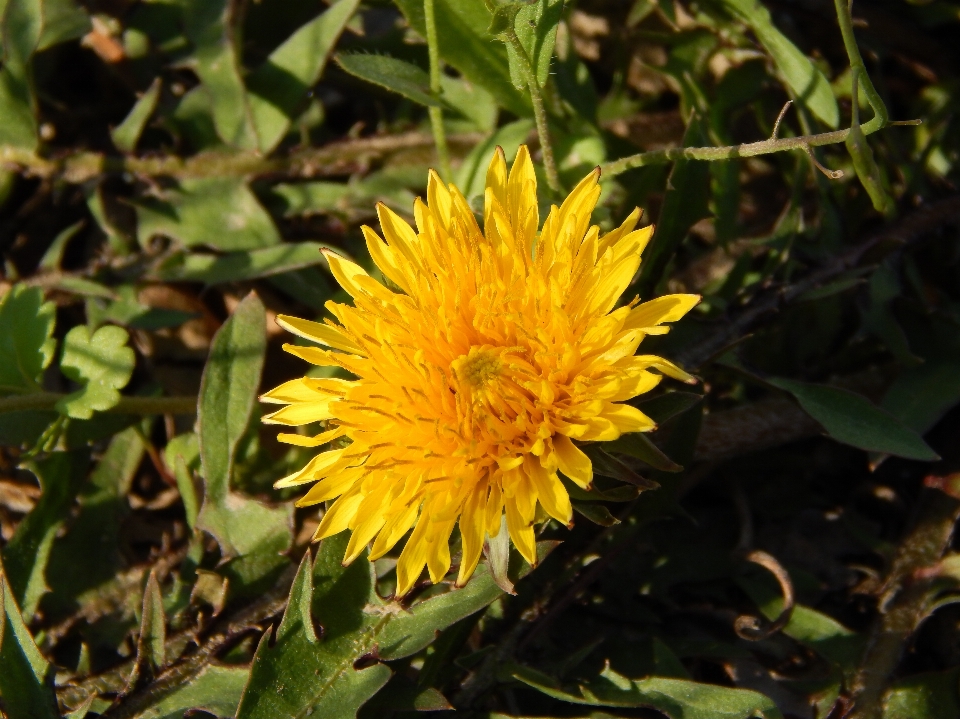 タンポポ 花 植物 花弁