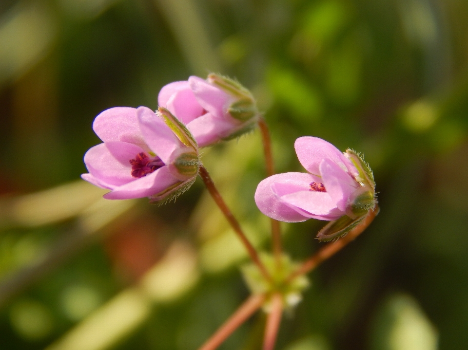 Wild flower plant petal