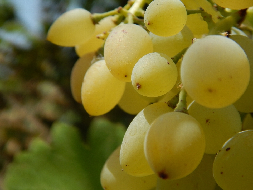 Uvas fruta verde comida