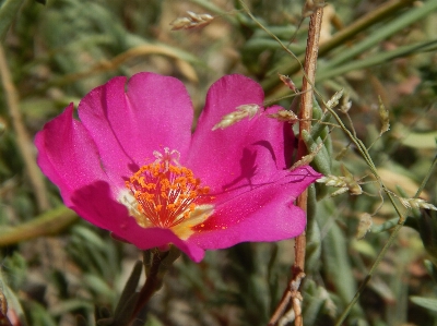 Wild flower plant petal Photo