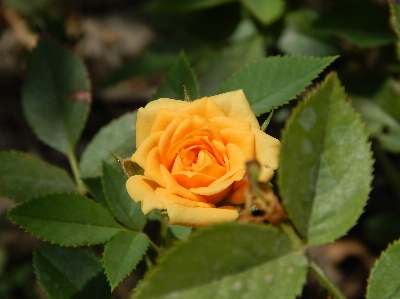 Rose flower plant yellow Photo