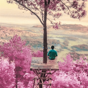 Weather pink mountain trees Photo