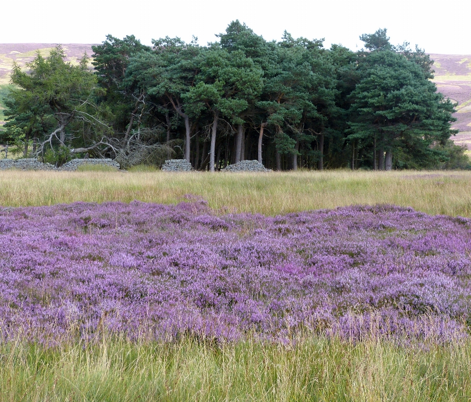 Trees heather plant flower