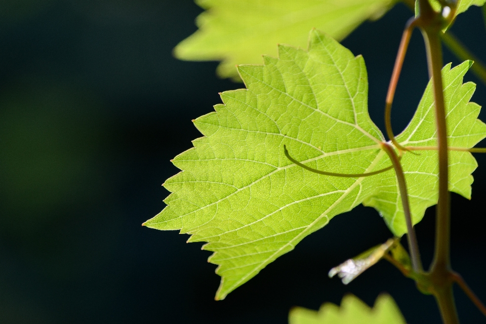 Vigne
 raisins cultivation feuilles