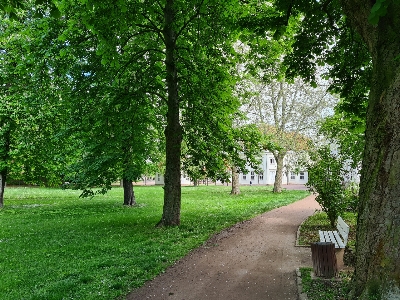 Natural plant green tree Photo