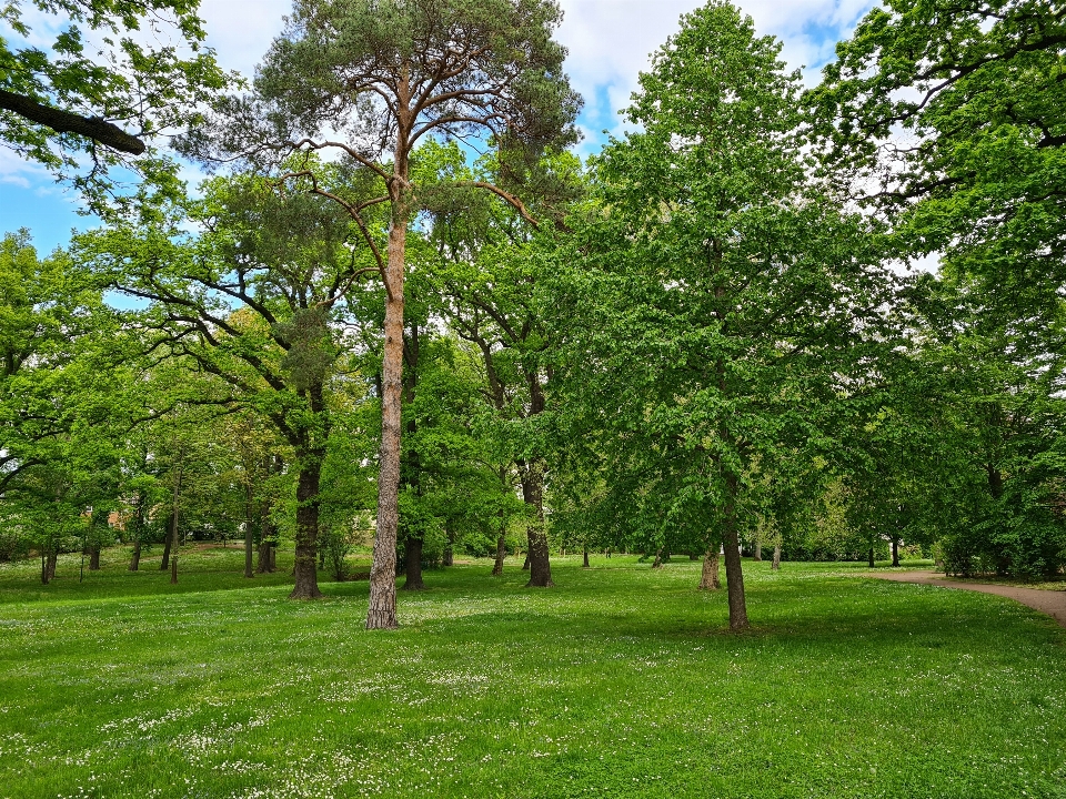 Natural planta cielo verde