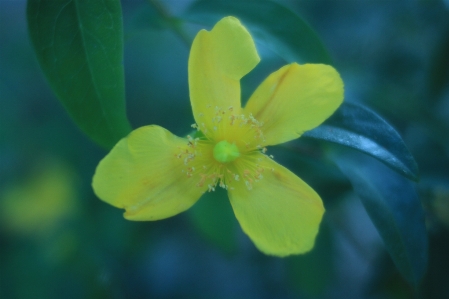 Yellow flower plant leaf Photo