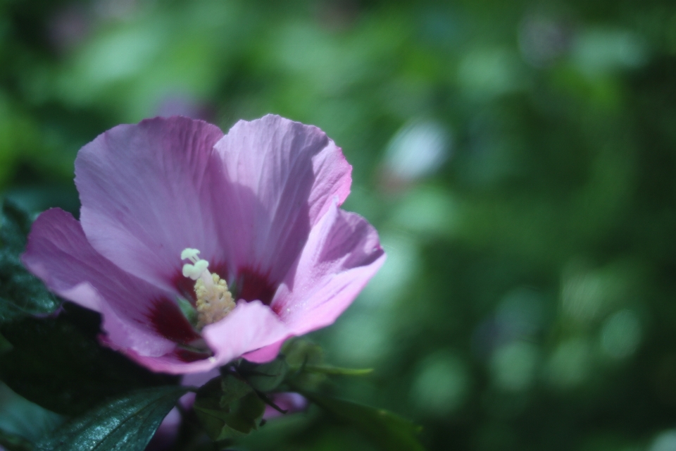 Pink flower plant nature spring