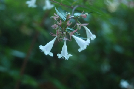 白い花
 自然 春 森 写真