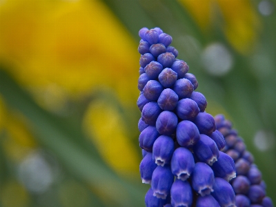 Foto Plantar flor jacinto de uva
 pétala