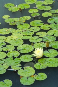 Water plant liquid flower Photo