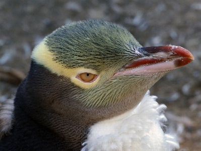 Foto Burung paruh bulu pinguin