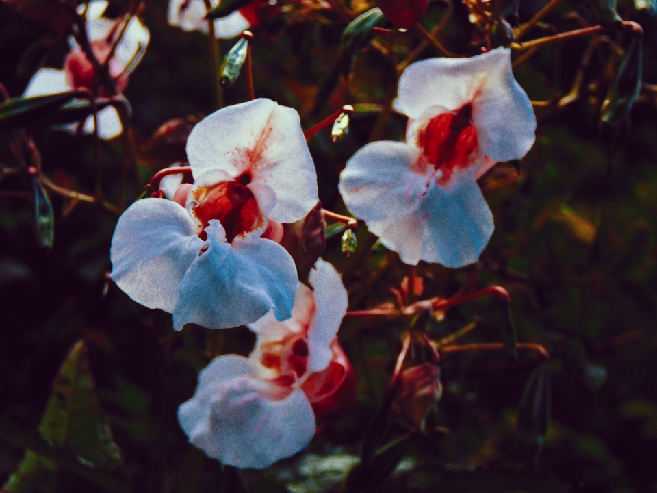 图片 花 植物 自然