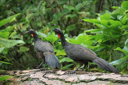 Photo Oiseau végétaux tronc huppé