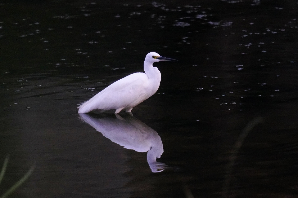 Reiher vogel tier wasser