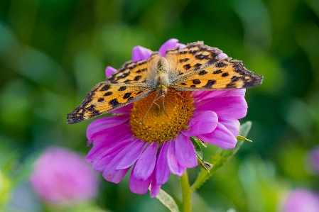 Butterflies flowers whoopers flower Photo