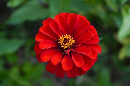 Foto Fiore amore rosso pianta