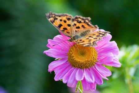 Foto Borboletas
 flores insetos flor