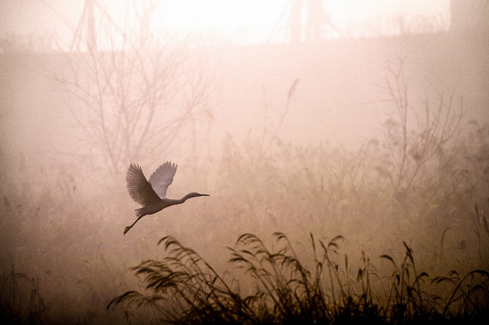 Heron fog river morning