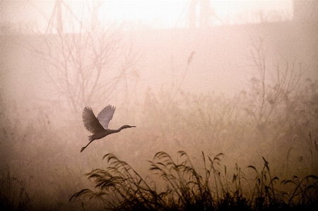 Heron fog river morning Photo