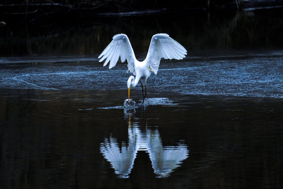 Heron food hunting bird