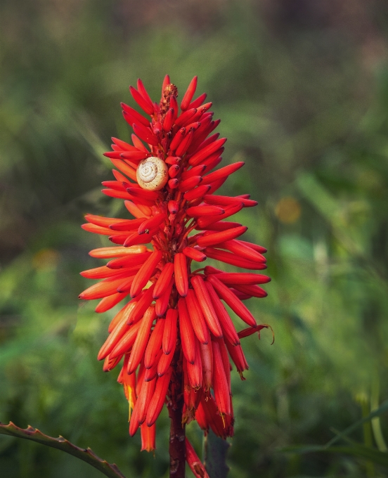 Aloe flower plant petal