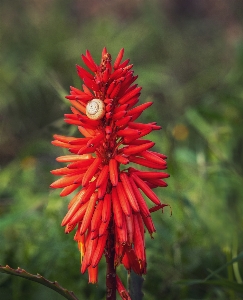 Foto Aloe
 fiore pianta petalo